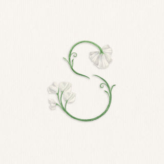 "S" for Sweet Pea Watercolor Letter painting, as an illustration for the team page listing of Sally King McBride, Founder of The Letter Nest