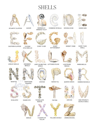 Shell Alphabet Letters for Customized Stationery by The Letter Nest